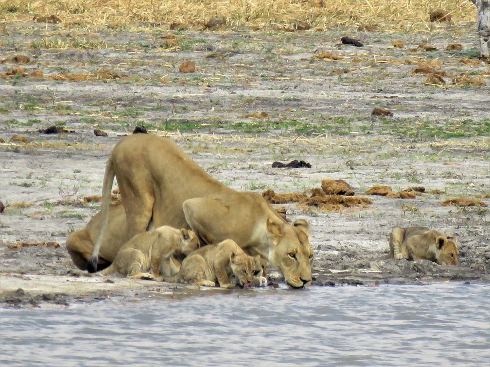 Nogatsaa - Chobe National Park