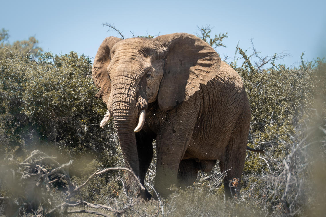 Conservation Success at Addo Elephant National Park