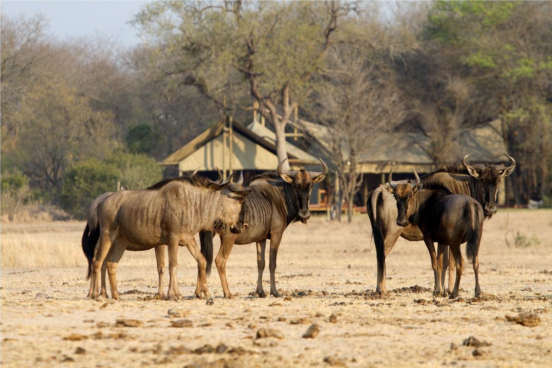 Kruger National Park: Your Ultimate Guide to a Luxury Safari Experience