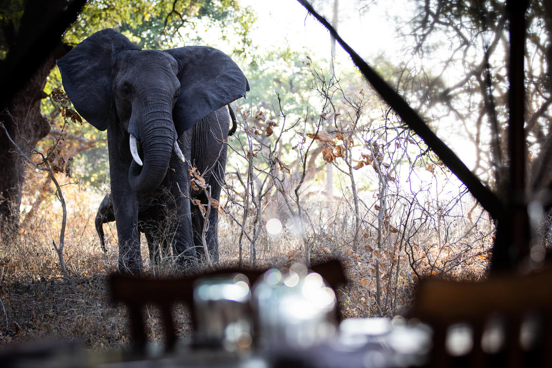 Safeguarding Katavi: A Deep Dive into Conservation Efforts