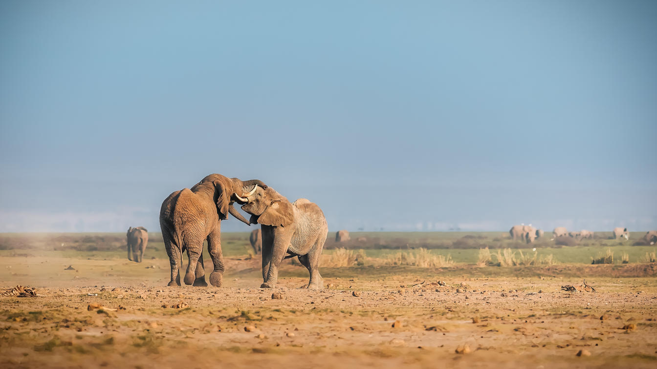 Mastering Amboseli: Expert Tips for an Unforgettable Safari
