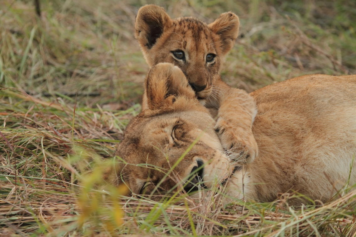 Sabi Sand: A Legacy of Luxury and Conservation