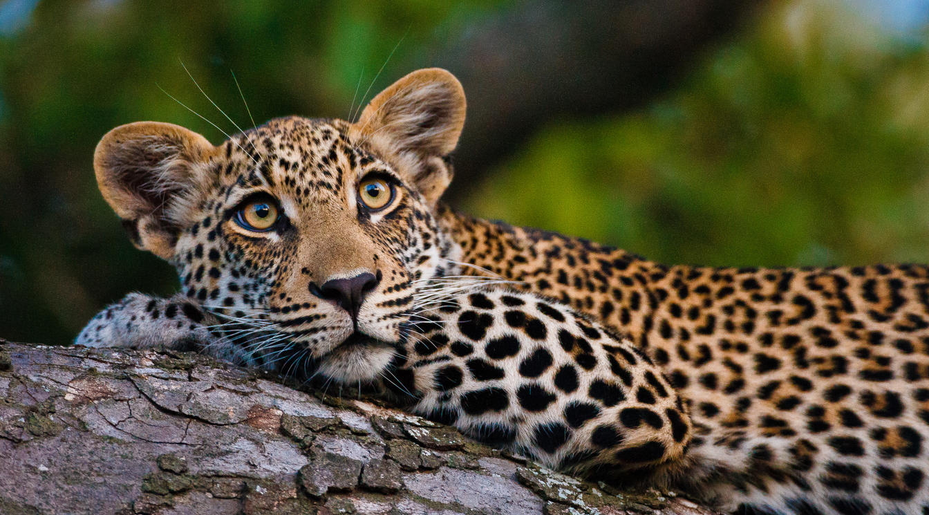 Guardians of the Wild: Timbavati Private Nature Reserve Conservation