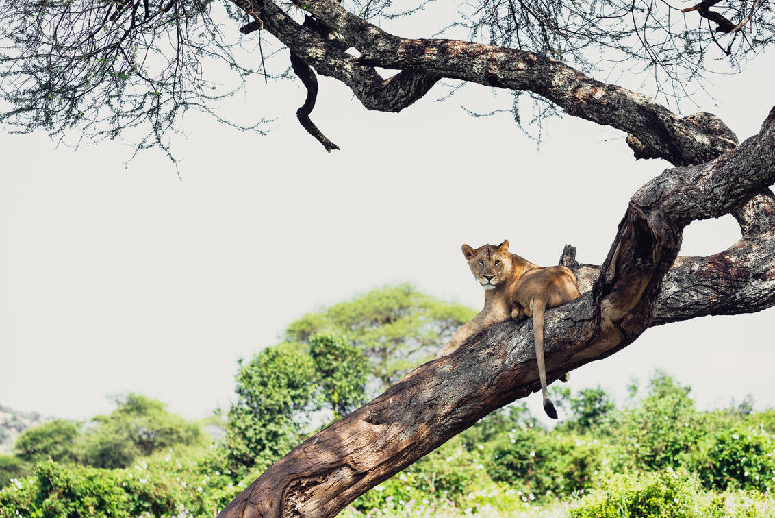 7-Day Tarangire & Ngorongoro Safari
