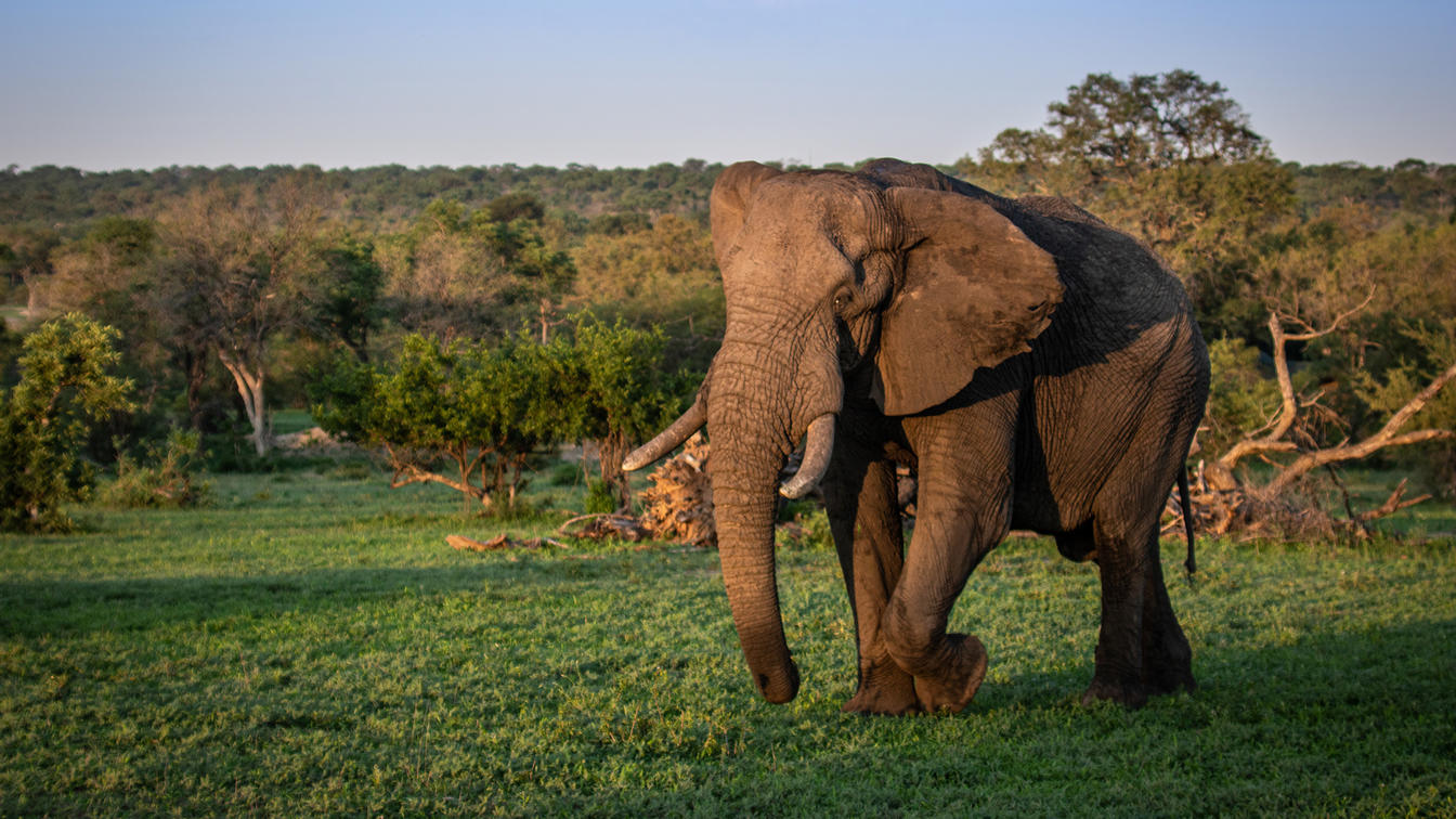 Thornybush Game Reserve: A Beacon of Conservation in South Africa