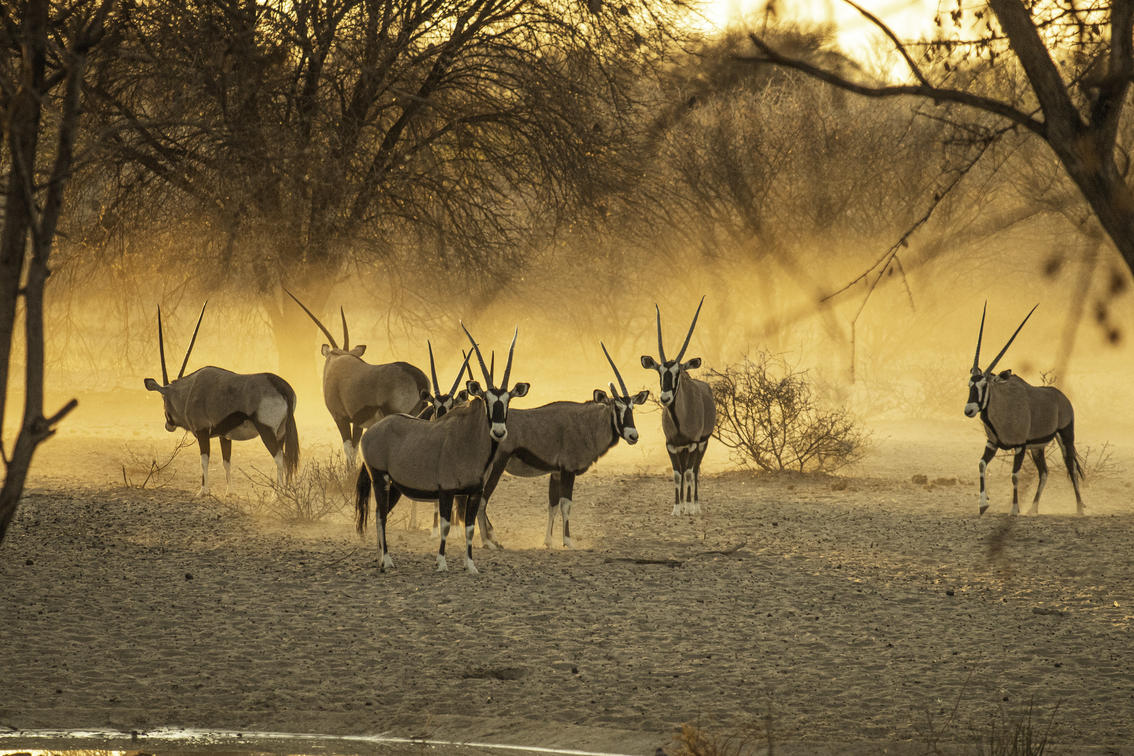 Deception Valley Safari: Essential Tips for Your Botswana Journey