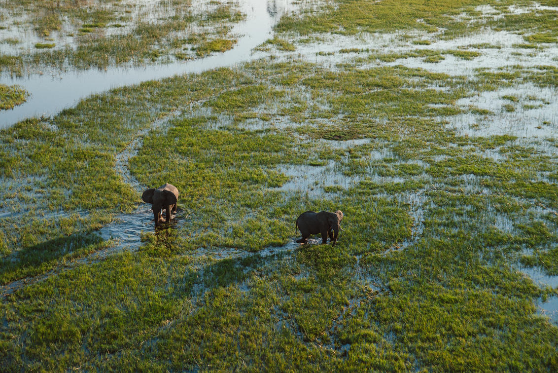 Experiencing the Okavango Delta: Botswana's Wetland Wilderness