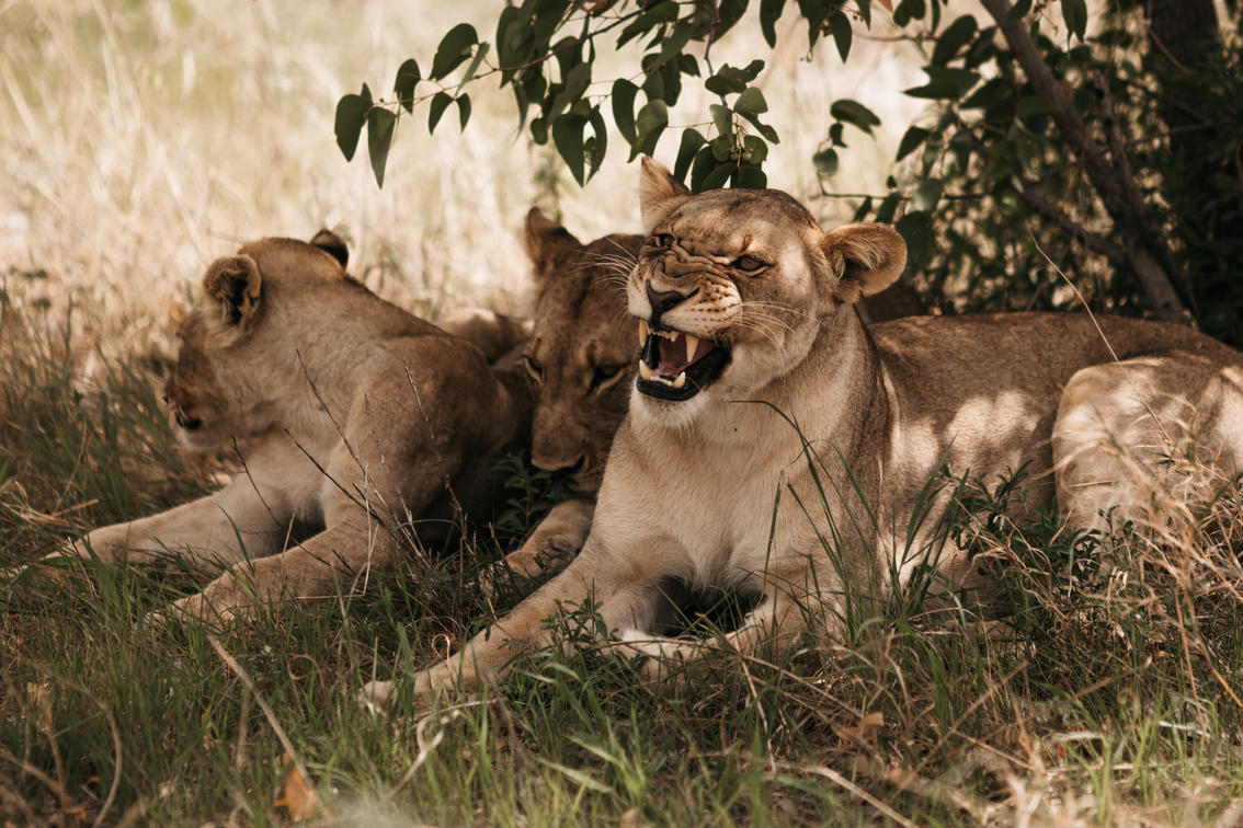 Etosha King Nehale Gondwana Collection Namibia