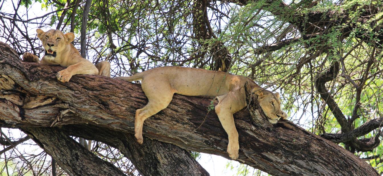 6-Day Samburu & Meru Safari