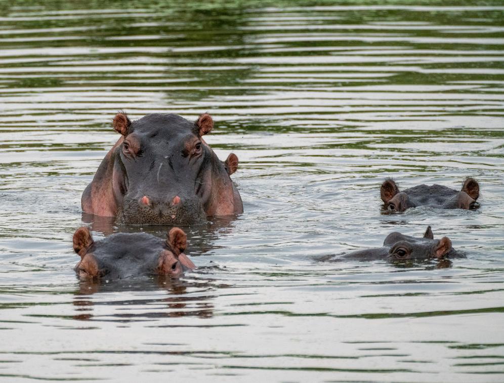 Sabi Sand Wildlife Planner: Key Species, Habitats, and Dry-Season Patterns