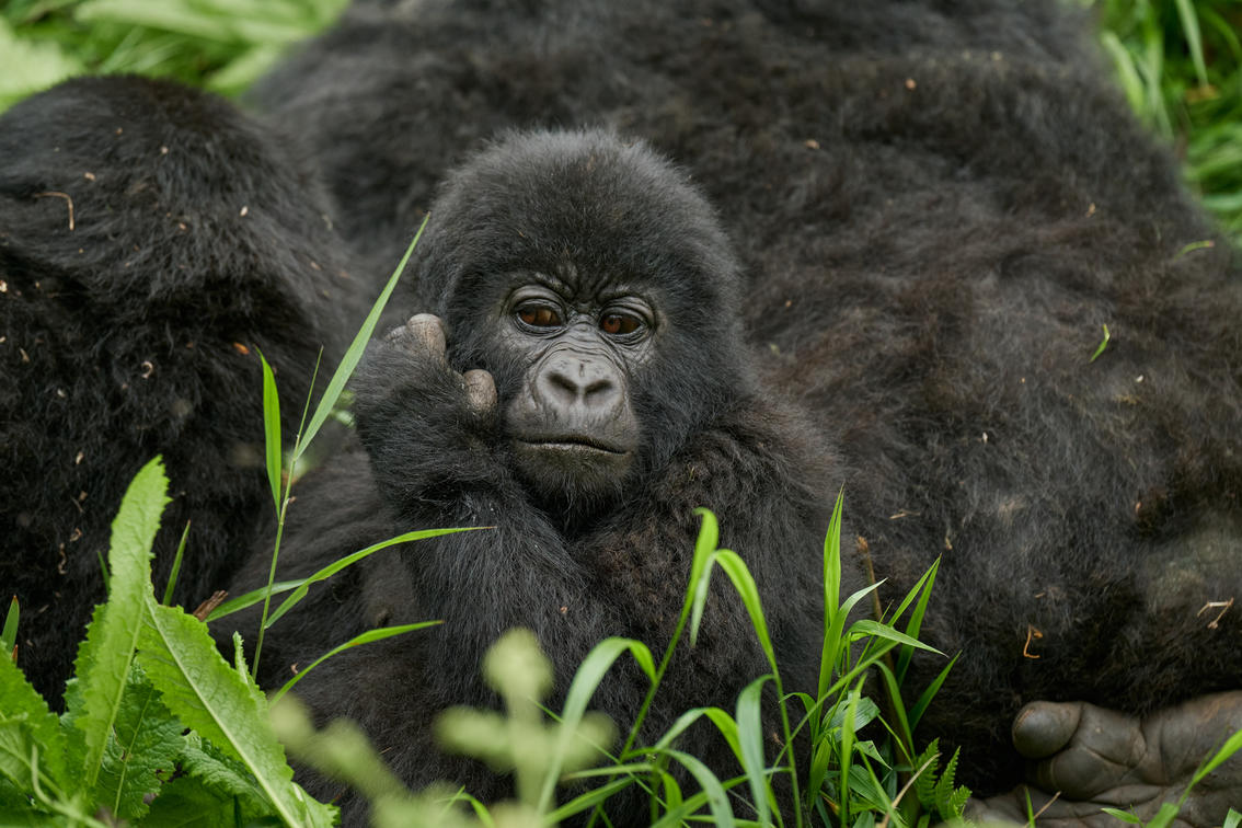 How Uganda's Biodiversity Hotspots Defy Expectations in Primate and Wetland Domains