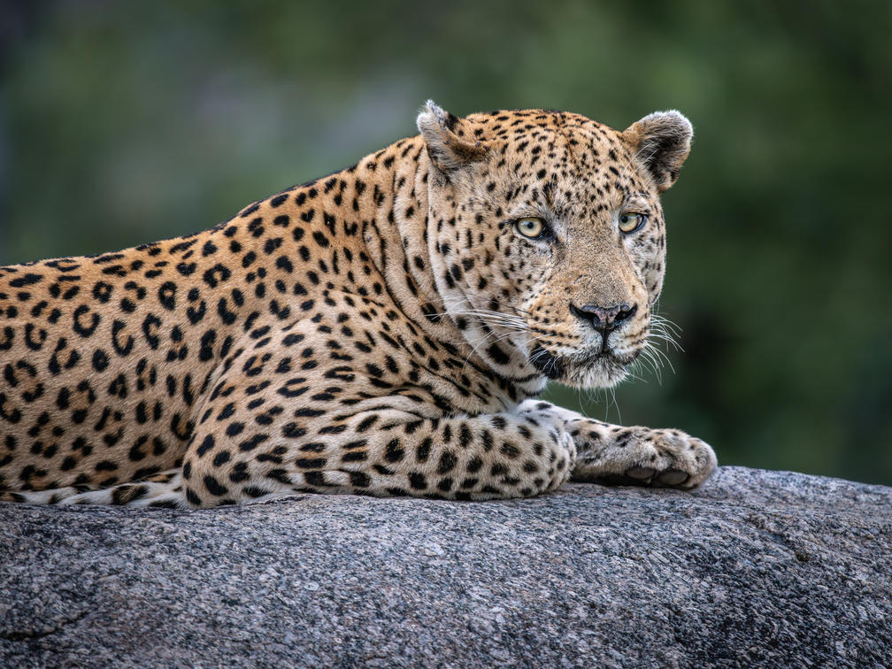 10-Day Botswana & Cape Town Safari