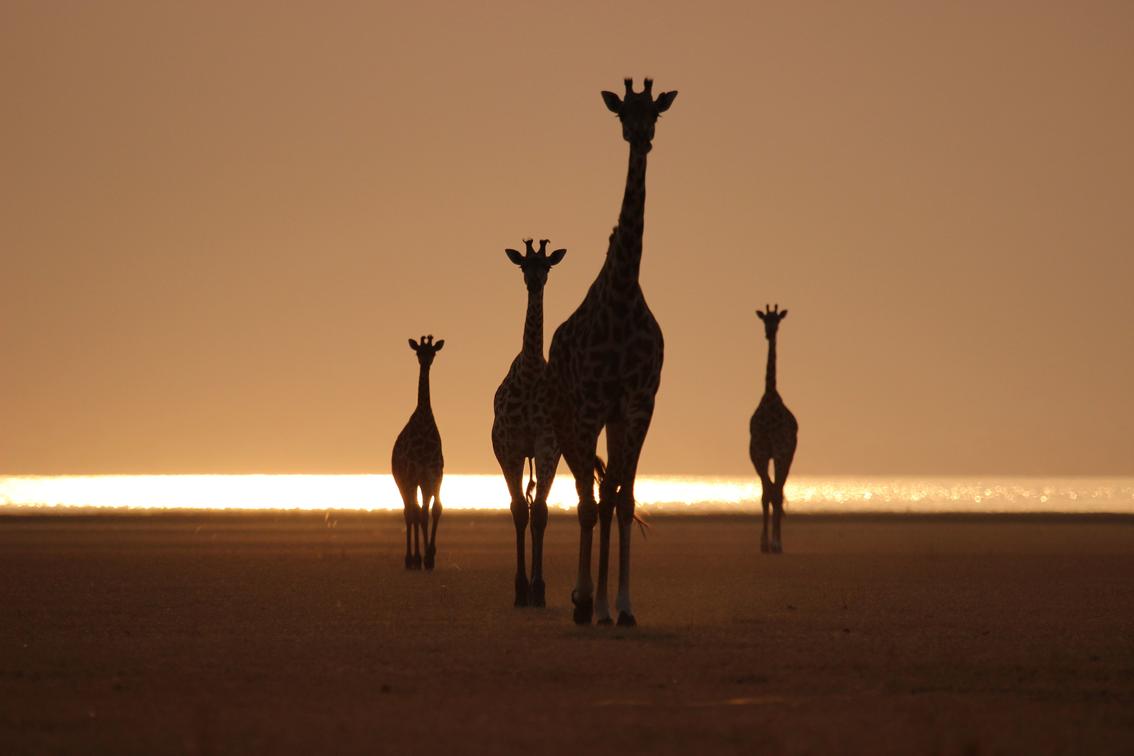 Tanzania Wildlife Viewing: Parks, Species, and Peak Months