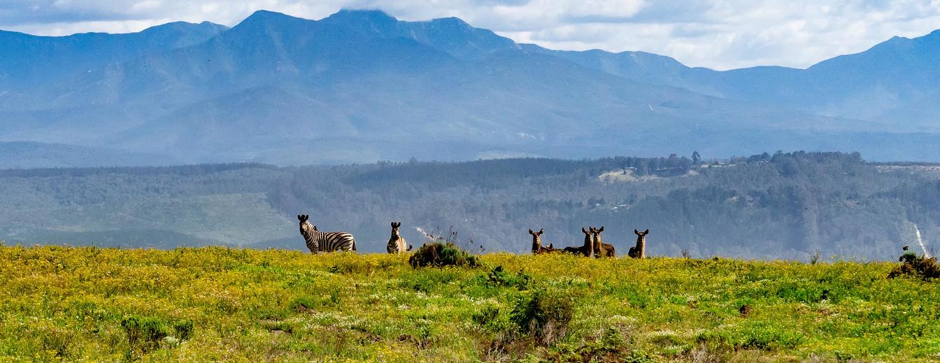 South Africa's Cultural Essentials: Xhosa, Zulu, and Sotho Traditions Explained