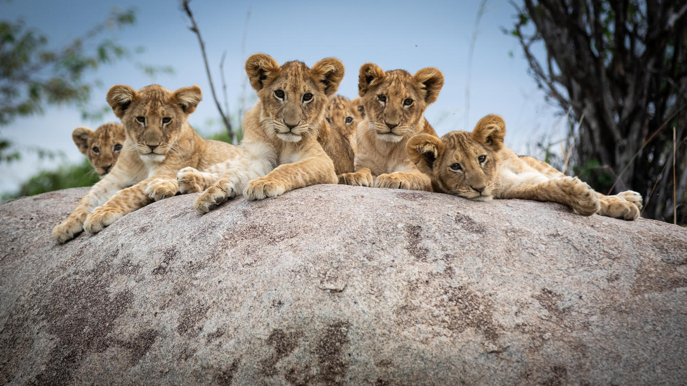 10 Fresh Photography Techniques for Tanzania's Elite Safaris