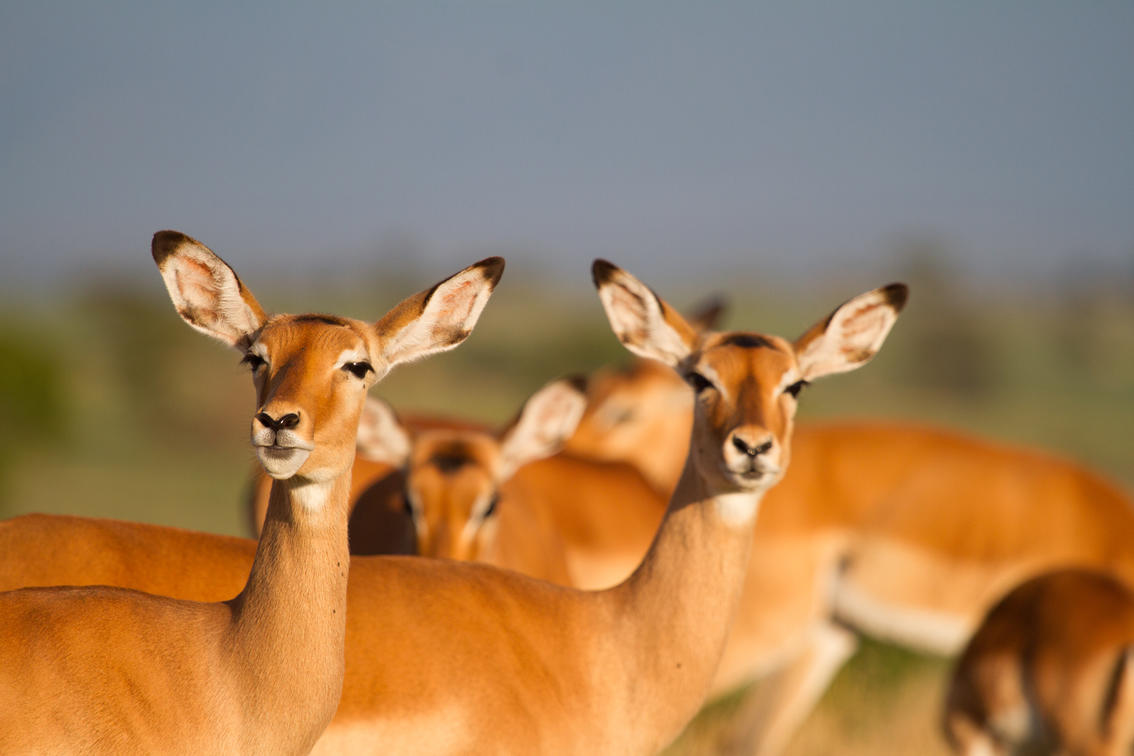 Guardians of the Wild: Conservation in Tanzania's Serengeti