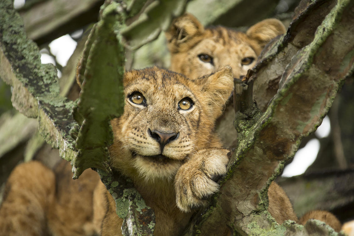 10 Fresh Photography Techniques for Uganda's Elite Safaris