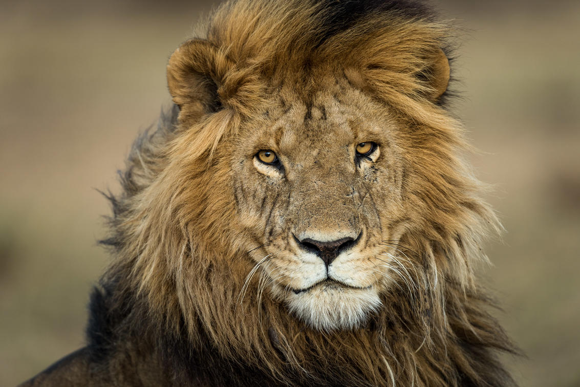 10 Fresh Photography Techniques for Kenya's Elite Safaris