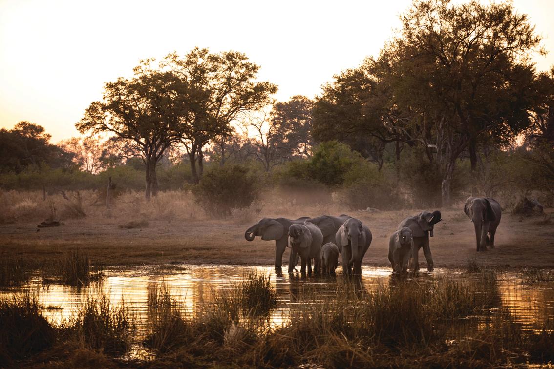 10 Fresh Photography Techniques for Botswana's Elite Safaris