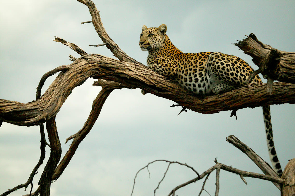 Selinda Reserve: A Jewel of Botswana's Conservation Landscape