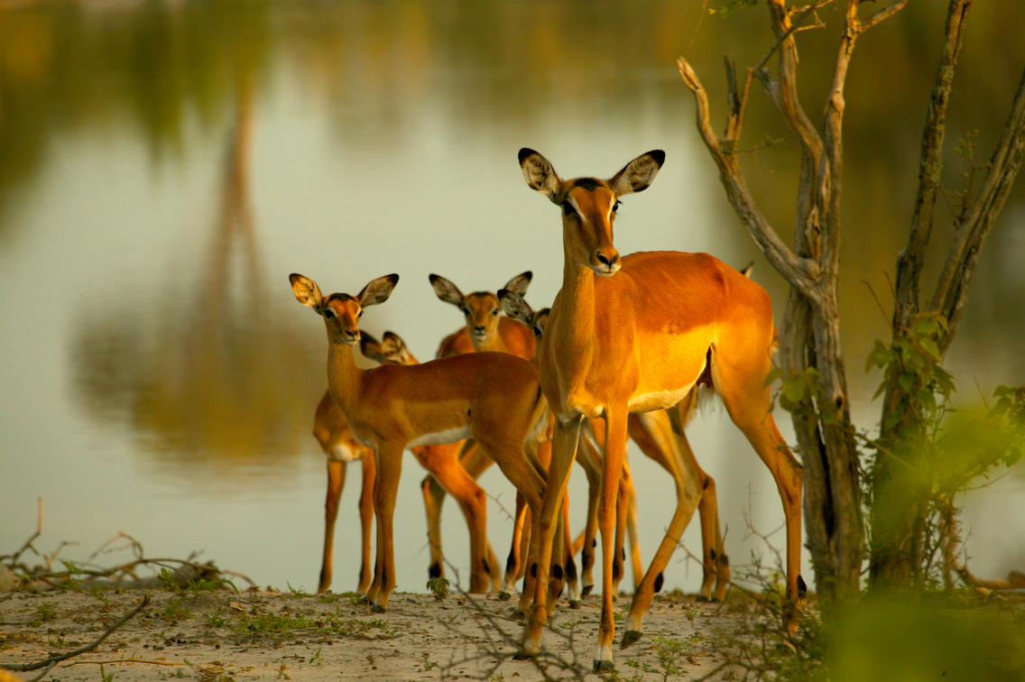 Botswana Tightens Poaching Penalties in 2026: Key Law Changes for Travelers