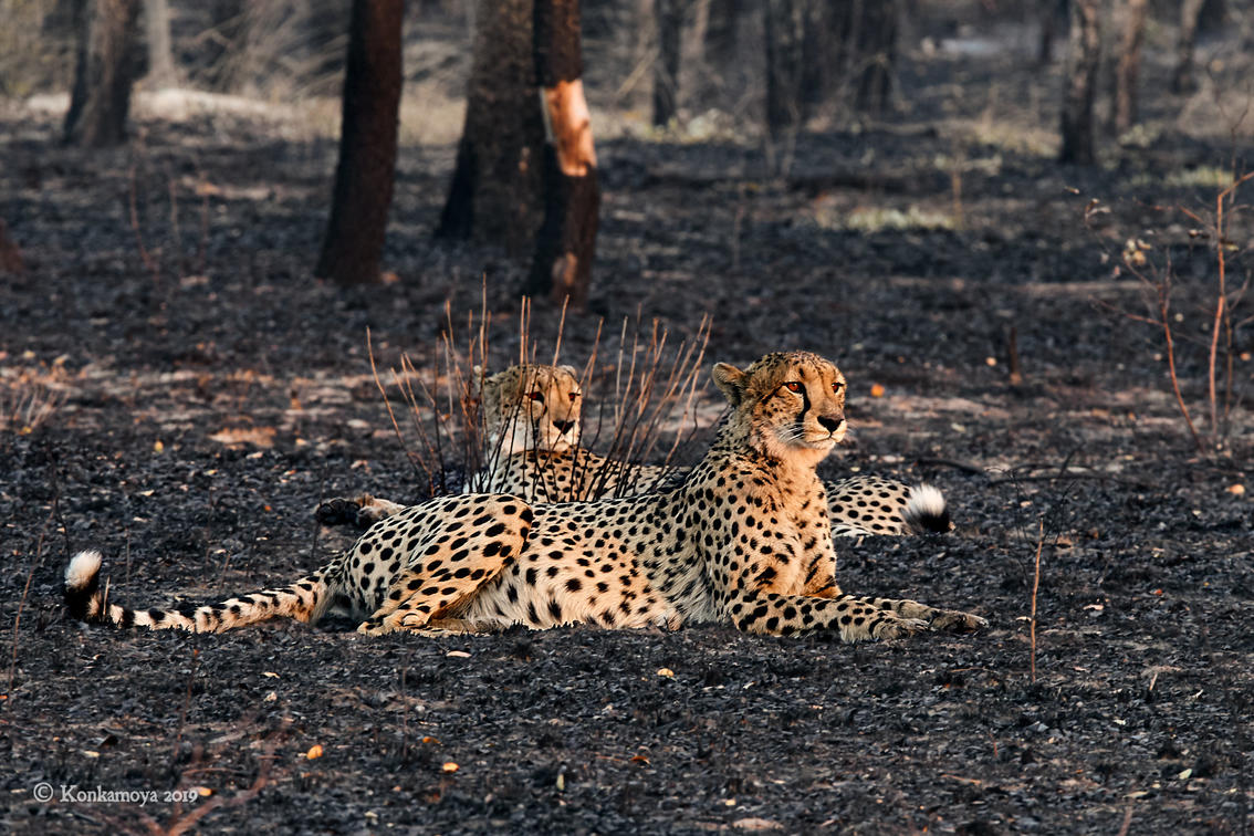 10 Fresh Photography Techniques for Zambia Safari Expeditions