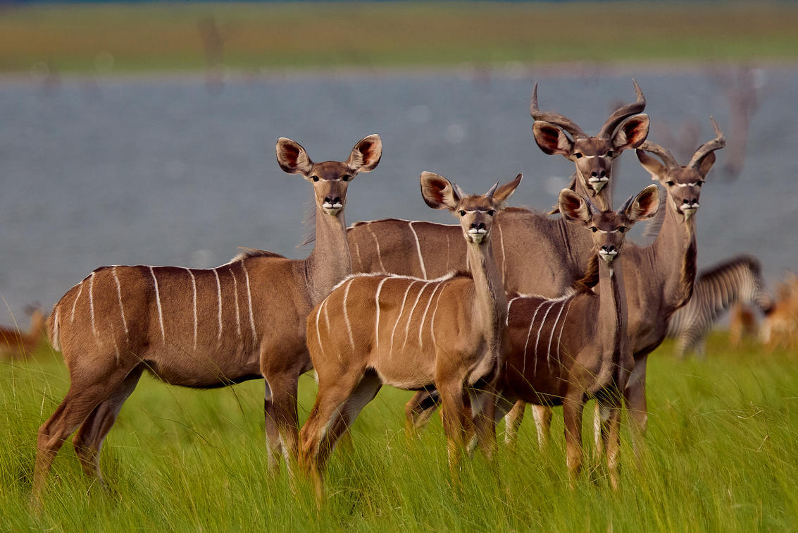 Heros of the Zambezi: Conservation Efforts in Victoria Falls, Zambia
