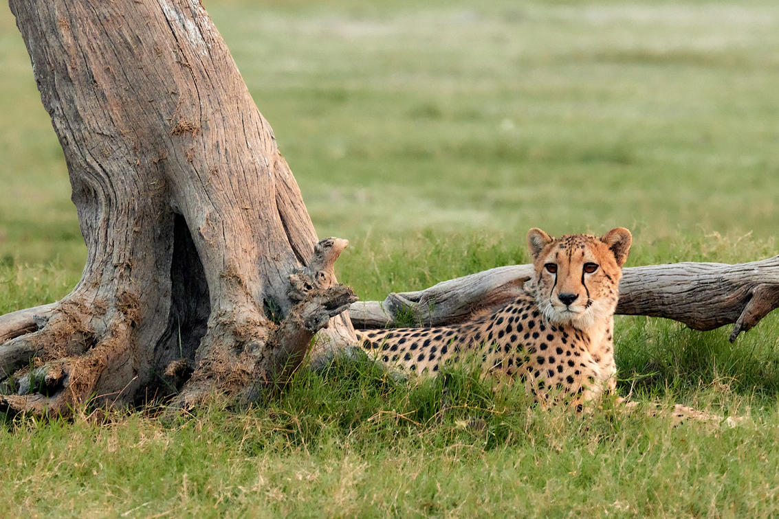 Leopard Shadows and Elephant Trails: A Week Tracking Zambia's Predators