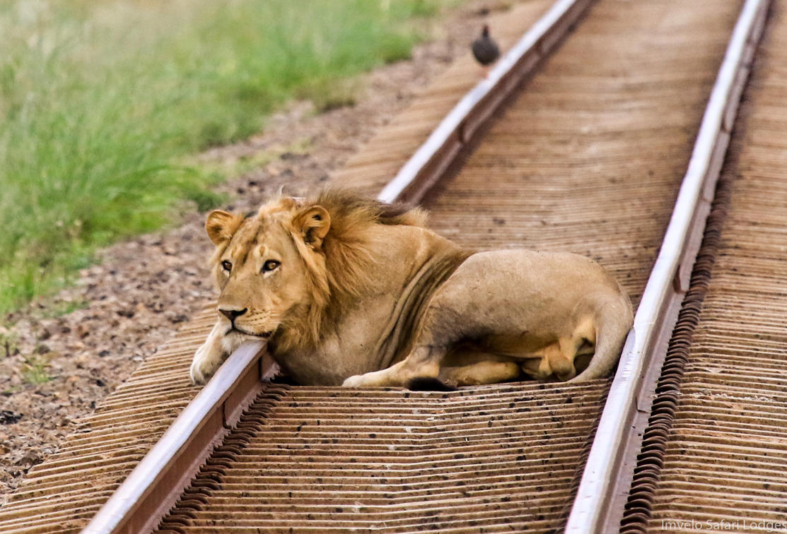 Luxury Safari Trails Across Zimbabwe's Wild Heartlands