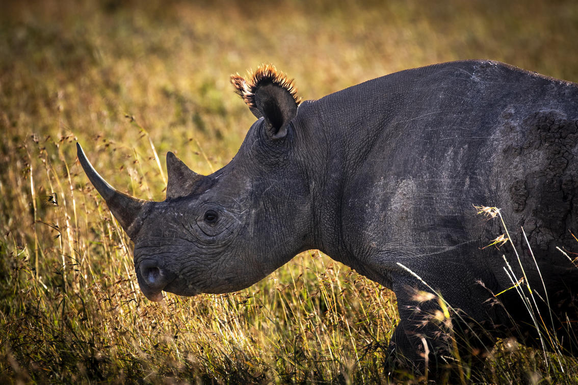 Kenya Wildlife Planner: Masai Mara Species, Behaviors, and Seasonal Peaks