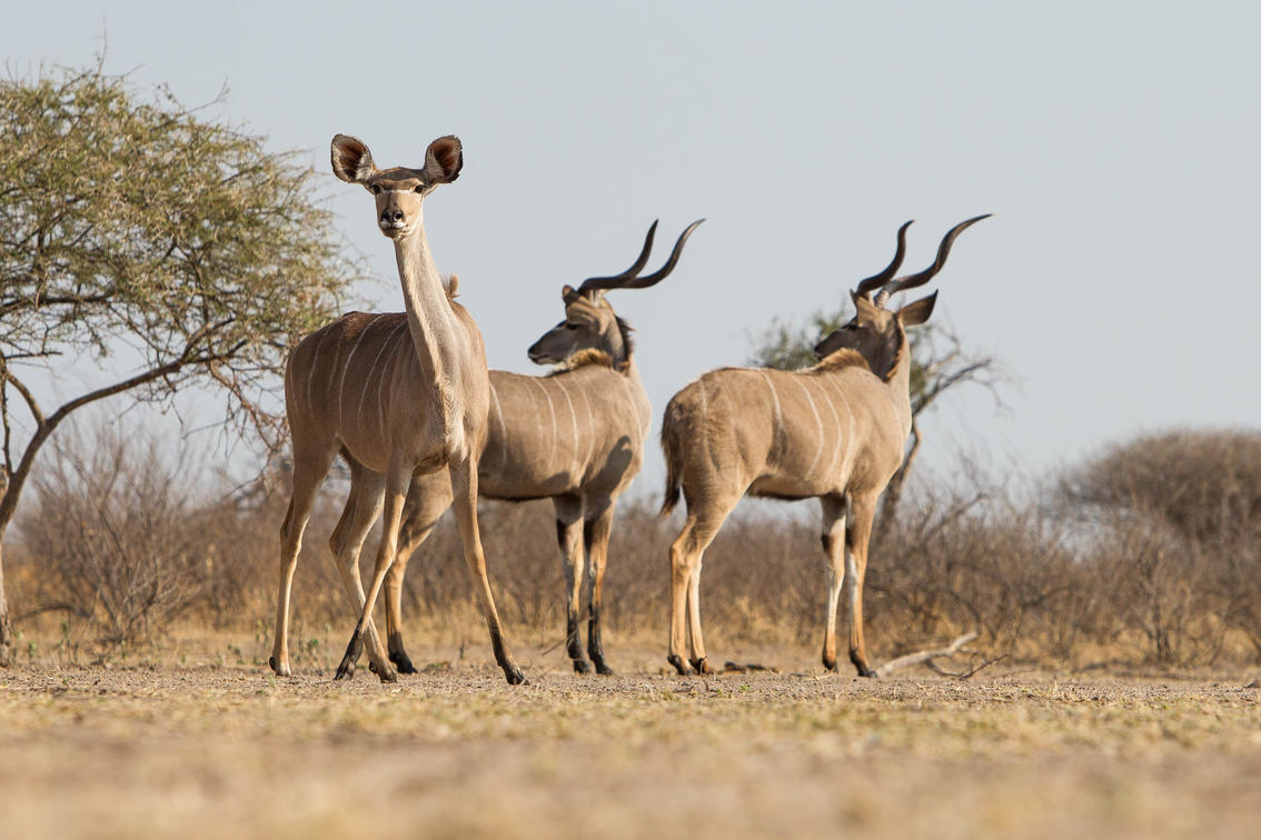 Botswana Wildlife Essentials: Key Species and Prime Viewing Seasons