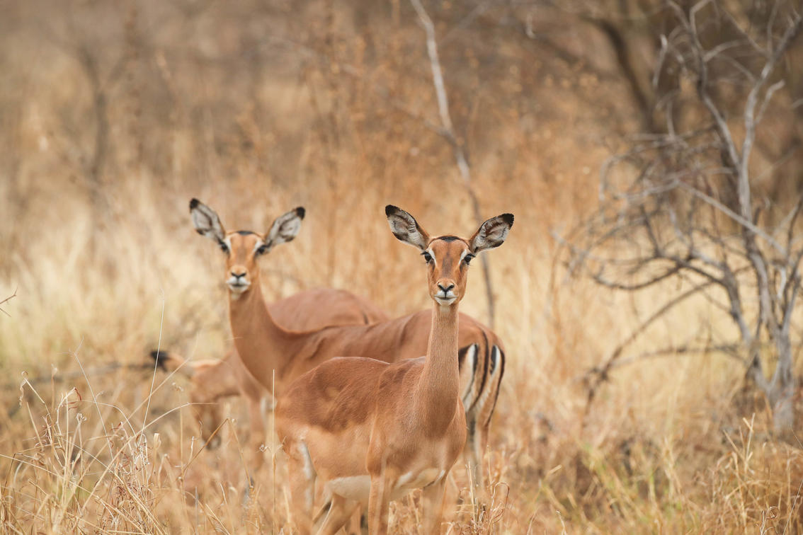 Chronicles from Dinaka: Wild Packs Roaming Kalahari Fringe Woodlands