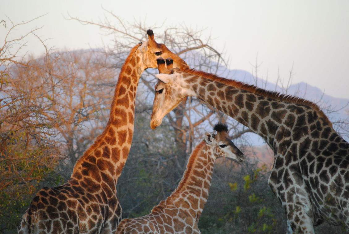 Gondwana Game Reserve Wildlife: Species Profiles and Viewing Timetable