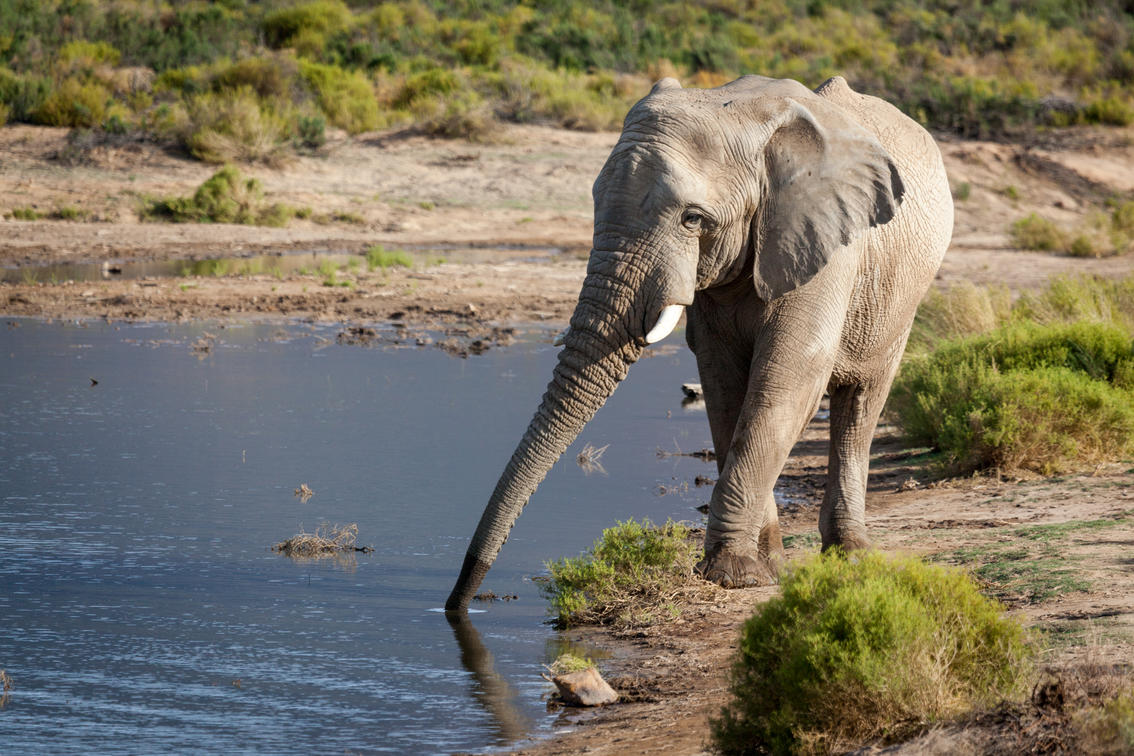 Aquila Private Game Reserve: A Beacon of Conservation and Sustainable Accommodation