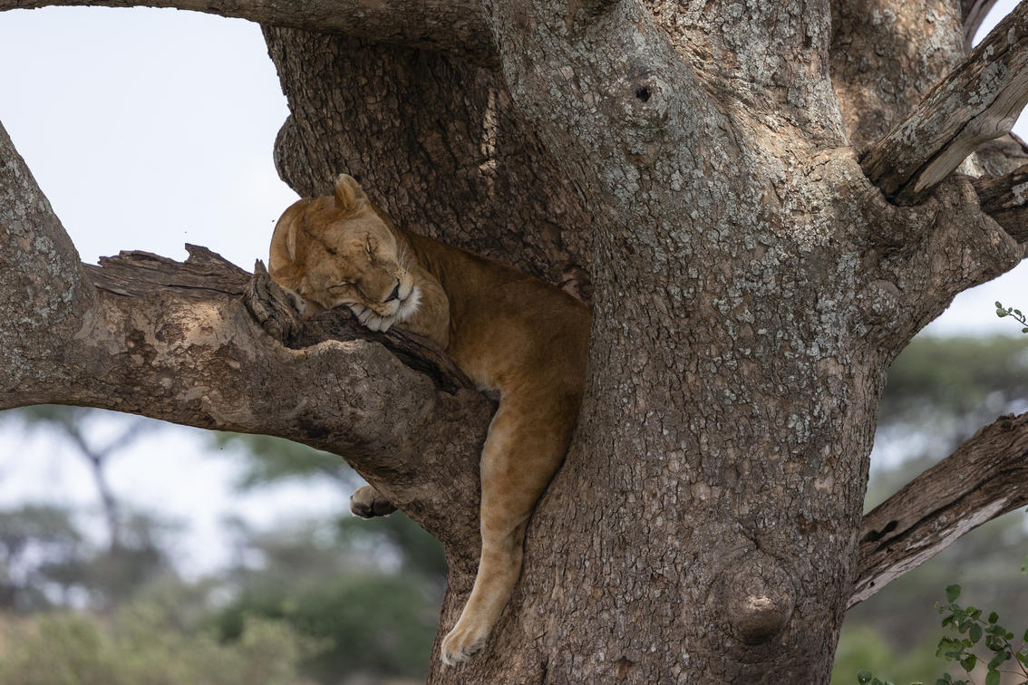 Tanzania and Zimbabwe Safari Comparison: Top Parks and Lodges