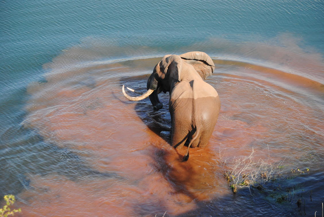 Why Zimbabwe Hosts Africa's Largest Elephant Concentrations