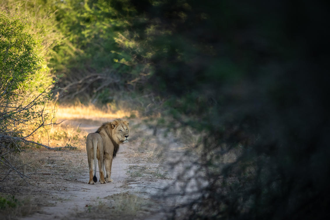 Matusadona National Park: A Conservation Success Story