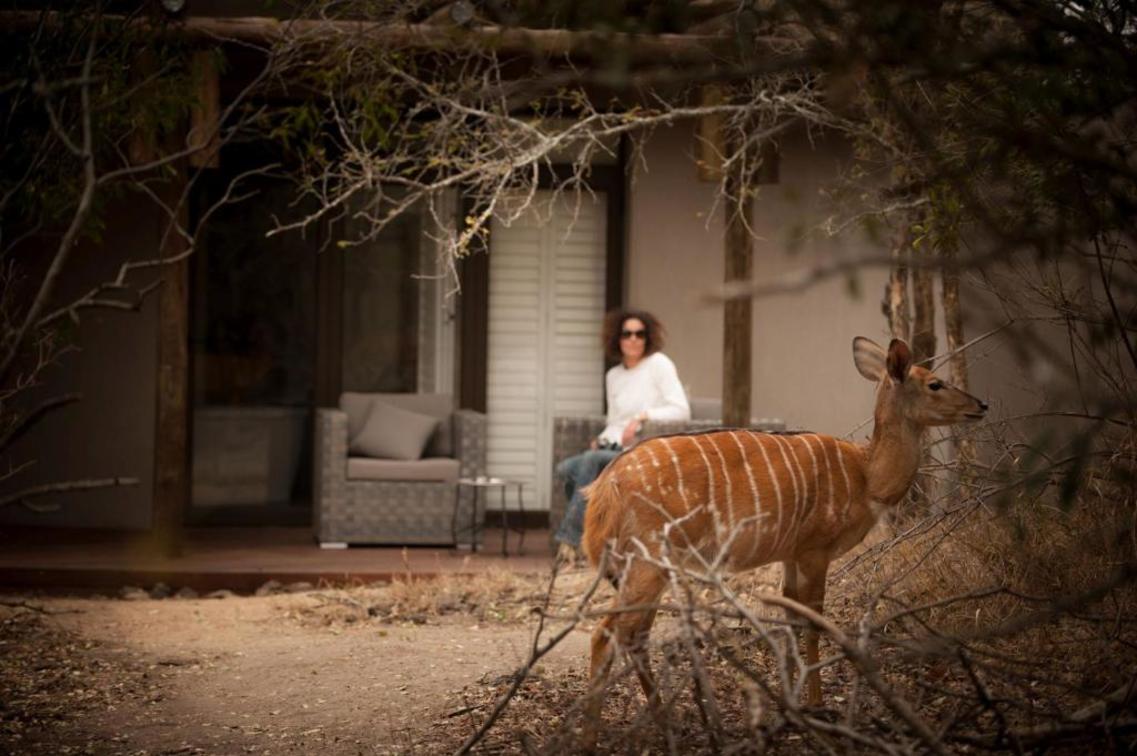 Moditlo Private Game Reserve: A Conservation Success Story