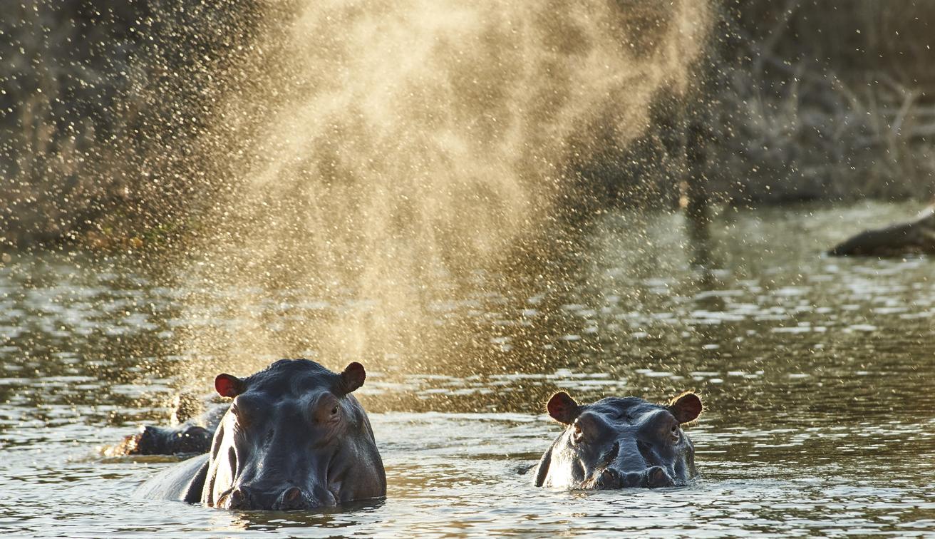 Spotting Tanzania's Big Five: Practical Guide to Serengeti and Ngorongoro