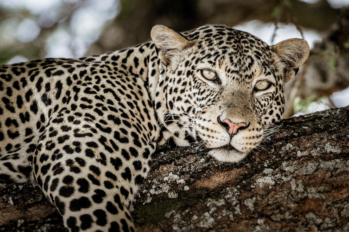 Tarangire National Park: Fundamental Tips for Your Safari
