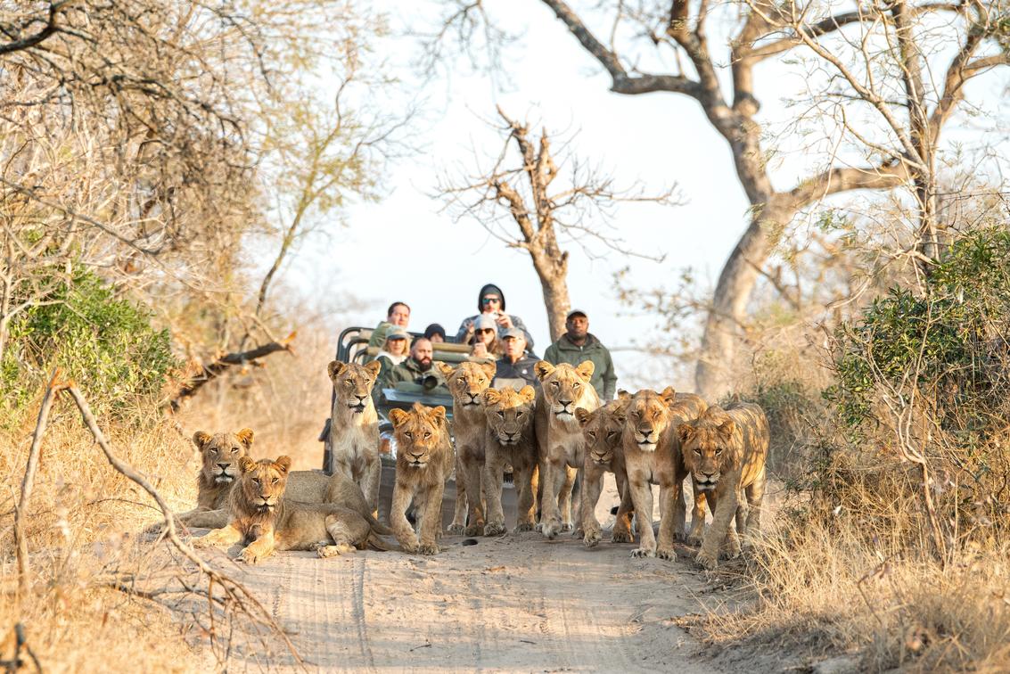 Masiya's Camp at Royal Malewane