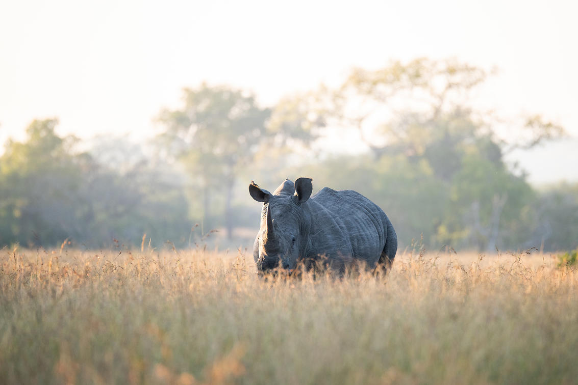 Kruger Wildlife Guide: Iconic Species, Behaviors, and Viewing Seasons