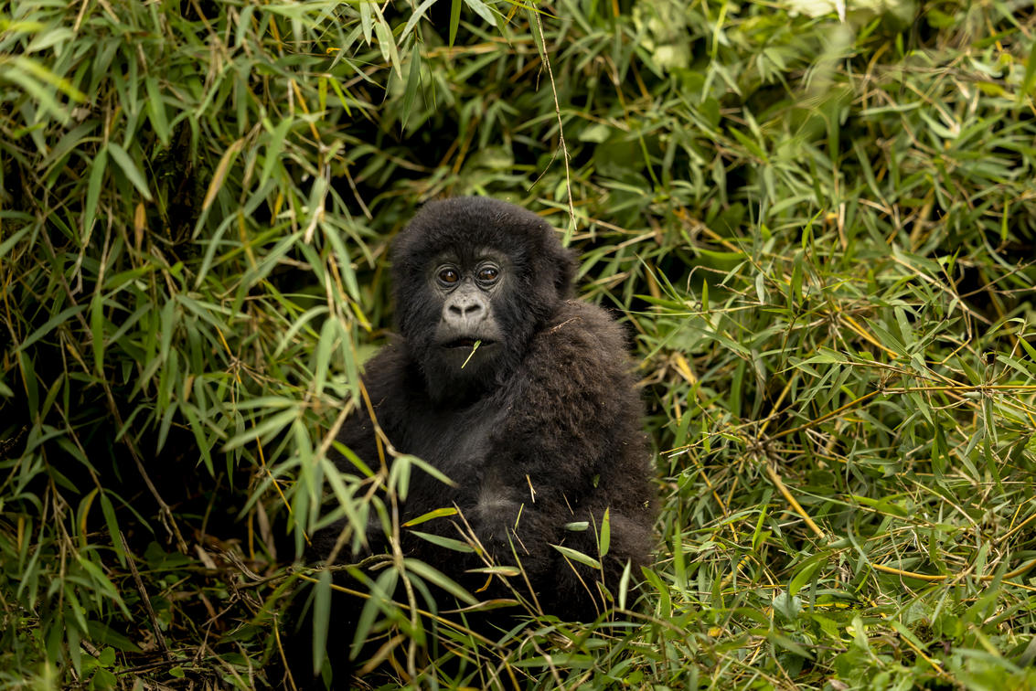 Rwanda
