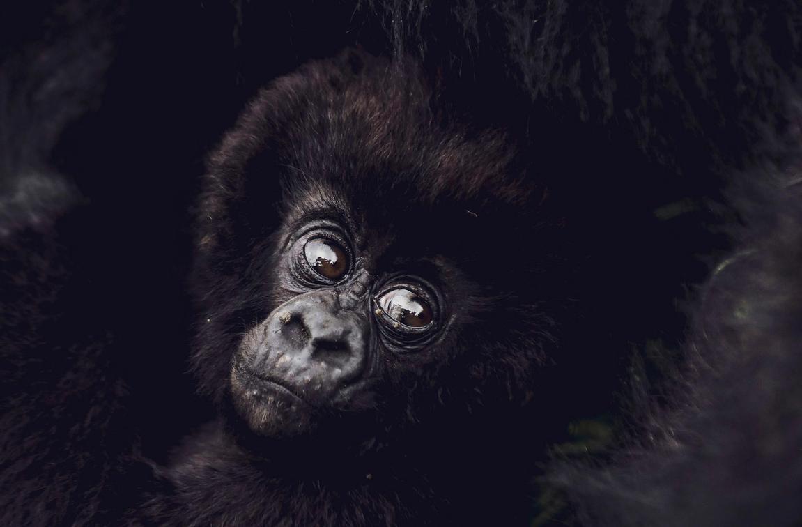 Rwanda's Green Heart: A Journey Through Conservation and Safari