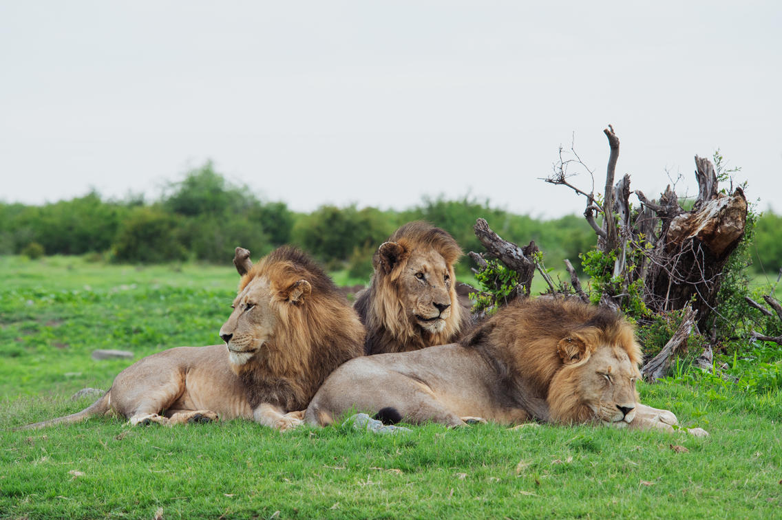Madikwe Game Reserve: A Promise of Sustainable Safari in Africa