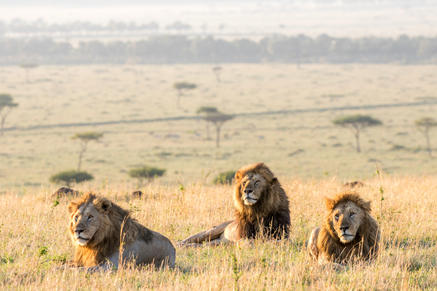 Angama Mara