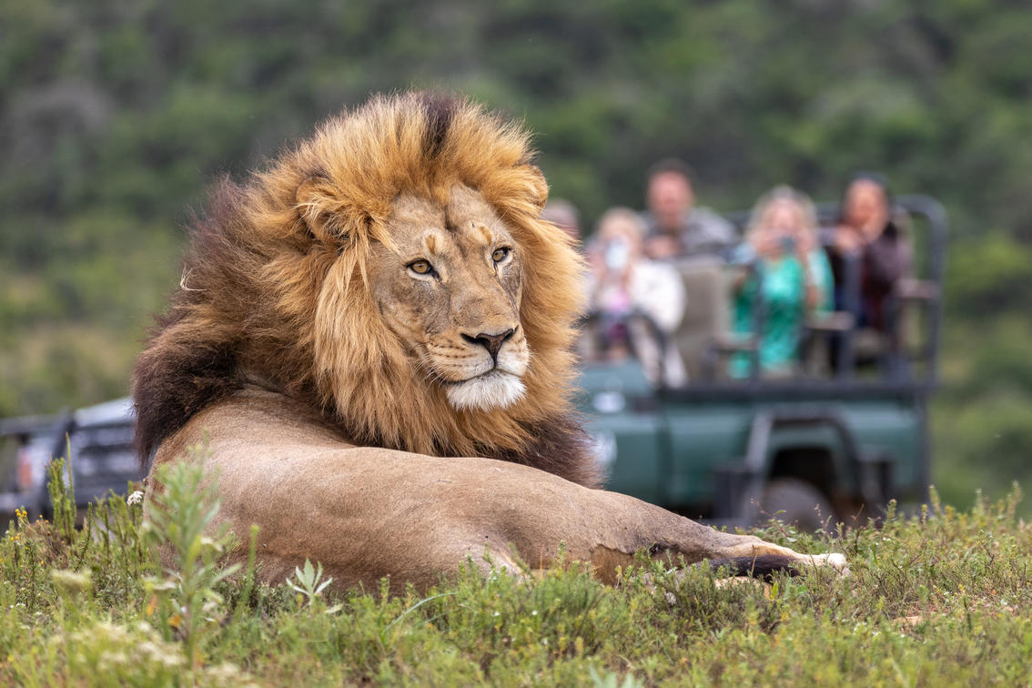 South Africa Wildlife Planner: Reserves, Behaviors, and Optimal Months