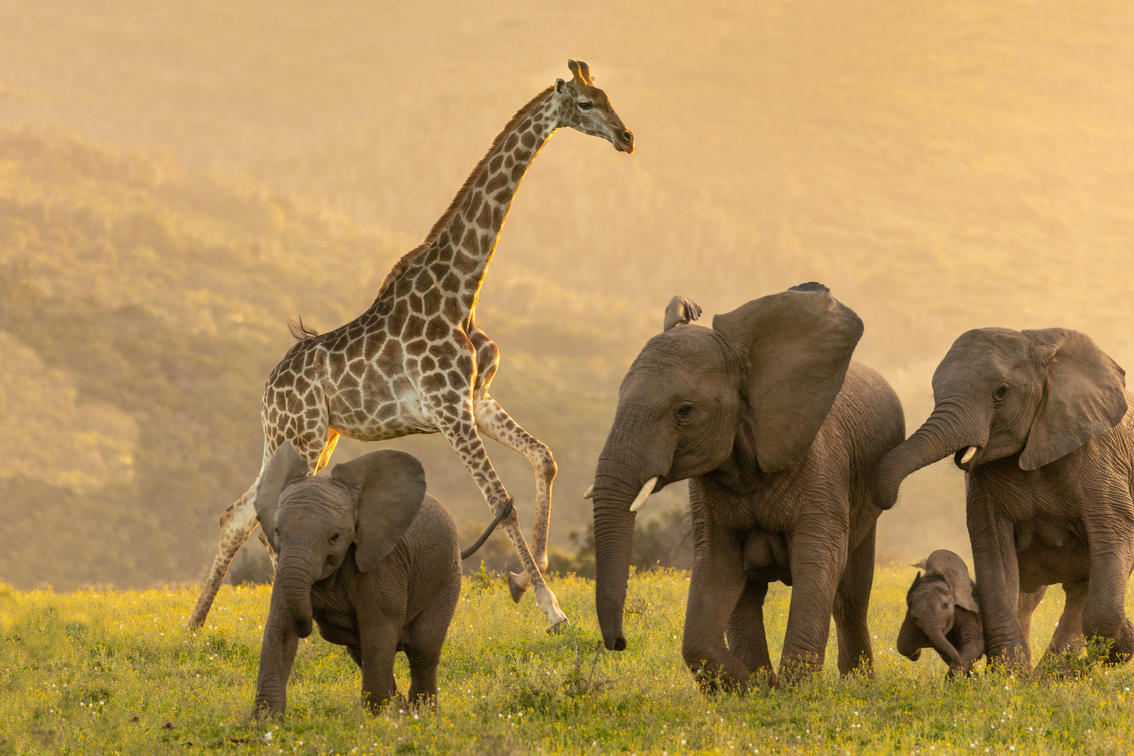 Kariega Game Reserve: A Promise Of Ethical Safari Experiences