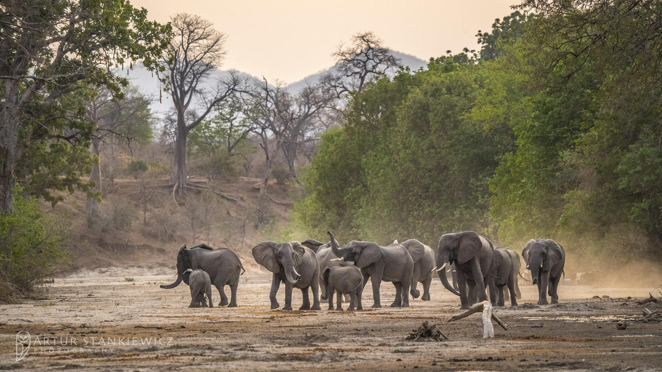 Mana Pools National Park: A Sanctuary of Conservation and Wildlife