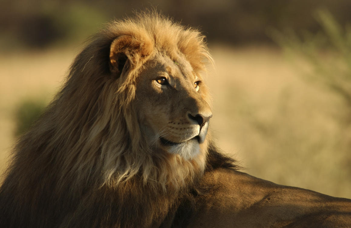 Spirit Of The Masai Mara